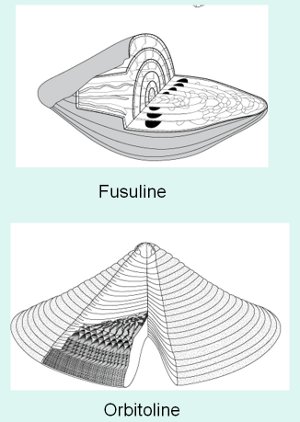 dessin d'une obitoline et d'une fusuline