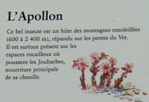 un extrait du panneau sur l'Apollon